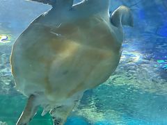 -上海海洋水族馆