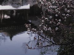 -艺圃