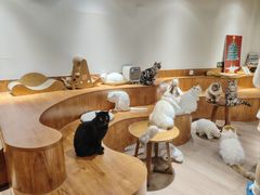 -有猫主题·治愈系猫咖(曾厝垵店)
