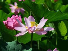 -陶辛水韵