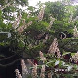 黄金周逛北京必看景点攻略3
