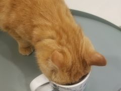 -飞行喵MR PILOT|猫舍·猫咖(静安大融城店)