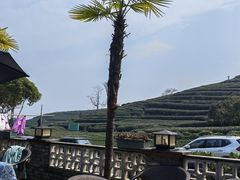 -龙坞茶村