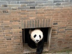 -都江堰中华大熊猫苑