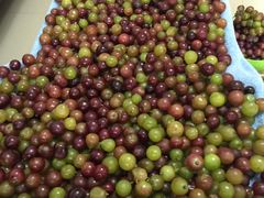 -马陆小张葡萄园农家乐