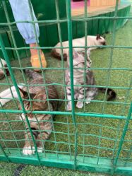 -萌宠亲子动物乐园(槐房万达店)