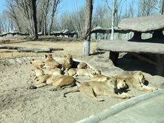 -北京野生动物园