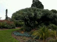 android_upload_pic-墨尔本皇家植物园