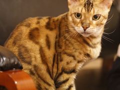 -猫友咖啡店(玉林西路店)
