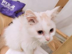 -楼上猫咖(罗湖店)