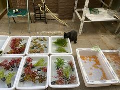-中环花鸟鱼虫市场