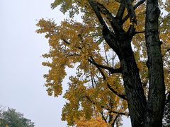 -鸿恩陶然大观园