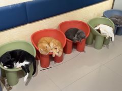 -平行世界·猫咖(首经贸店)