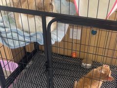 -瑞派长江宠物医院·猫科·外科·24小时夜护(谊城公寓分院)
