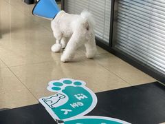 -瑞派天使宠物医院·神经外科·骨科·核磁(洛川中路店)