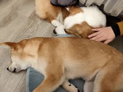 -浣熊柯尔鸭土拨鼠·电玩咖