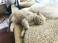 -Catmate·猫肥家润(金润铂宫店)