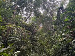 -西双版纳原始森林公园