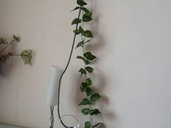 android_upload_pic-苏州金鸡湖中茵皇冠假日酒店