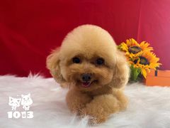 -1013 PET SHOP精品宠物商店(丁香店)