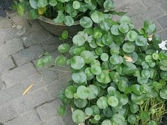 -潘玉麟糖粥