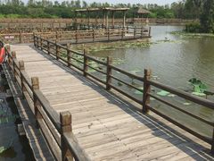 -大湾区中央湿地公园