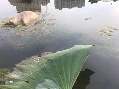 -前关湿地公园