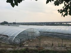 -庞各庄西瓜蔬菜采摘园·锦华瓜园
