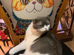 -more than meow吴止猫主题餐厅(承德 中船汇店)