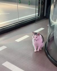 -CICI街舞专业培训