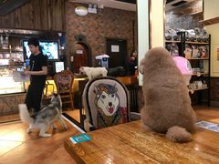 -more than meow吴止猫主题餐厅(承德 中船汇店)