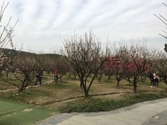 -香雪海