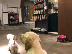 -百好乐宠物友好餐厅(朝外大街店)