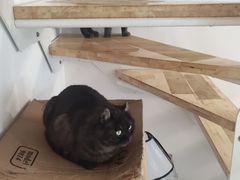 -团子家猫咪猫咖馆·柯基·柯尔鸭