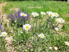 -汉长安城未央宫国家考古遗址公园