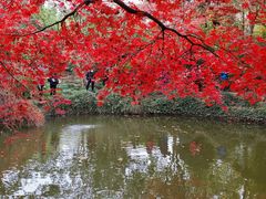 -秋霞圃