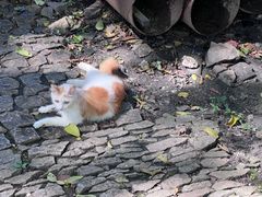 -西园戒幢律寺