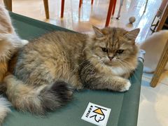 -平行世界·猫咖(首经贸店)