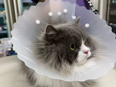 -北京观赏动物医院·24小时大型综合·猫专科·异宠专科