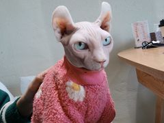 -藏猫猫咖啡主题馆(中央大道店)