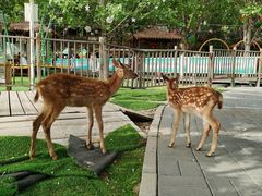 -北京鹿世界主题园