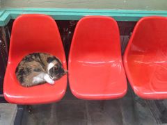 -猫咪博物馆(顶澳仔猫街店)