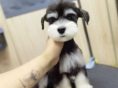 -小尾巴宠物店(万科·金域华庭店)