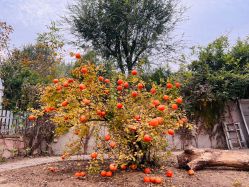 点击看大图 -乐米baby儿童摄影(燕郊店)