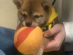 -逗柴咖啡屋·狗咖猫咖宠物桌游