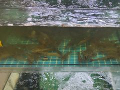 -坛南湾阿强农家乐.海鲜大排档老字号(福州地标美食店)