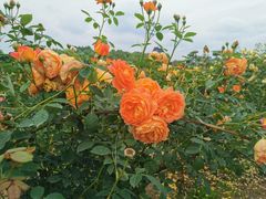 -都江堰玫瑰花溪谷