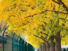 -三里屯东五街银杏大道