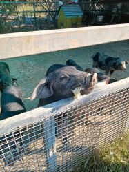 -阿菠萝小猪农场·萌宠乐园·亲子游·研学