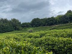 -雁南飞茶田景区